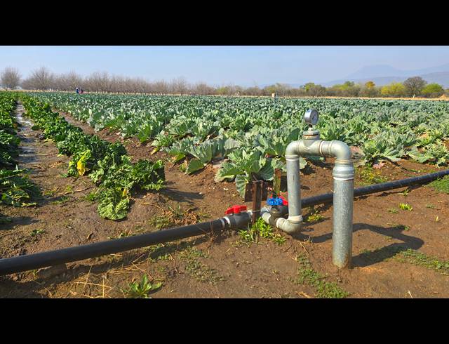 31HA FARM FOR SALE IN WEENEN